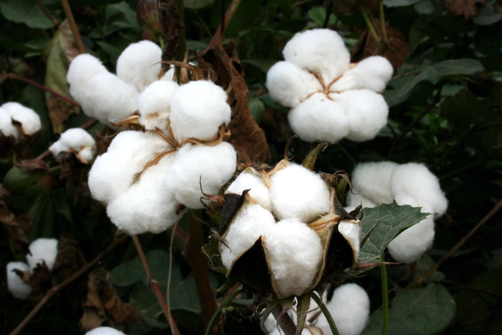 Six choses à savoir sur le coton, la matière naturelle la plus utilisée au monde